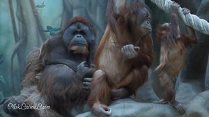 Из жизни обезьян № 1