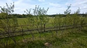 Живой забор из вербы.