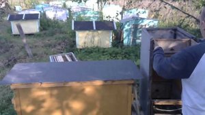 Сравнение кассетные Рутовские ульи и Владимирский улей лежак.