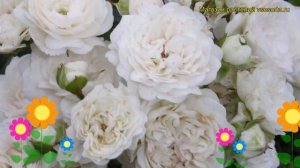 Роза почвопокровная вайт фейри. Краткий обзор, описание характеристик White Fairy
