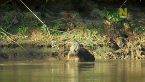 Дикая Латинская Америка 4 серия Пантанал Дикое сердце Бразилии
