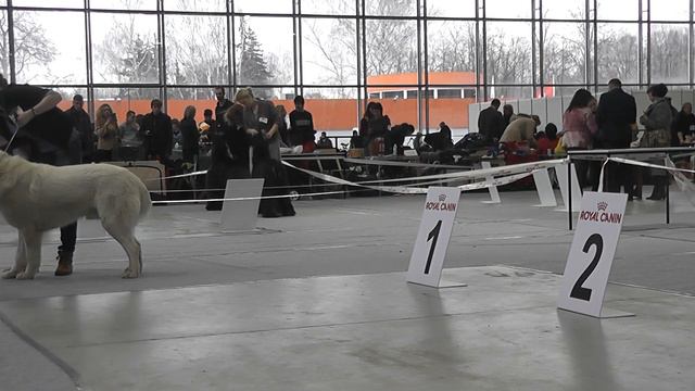 Ринг среднеазиатских овчарок "Созвездие 2016" смотреть онлайн