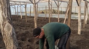 Высадка малины в балаган. Биопрепараты.