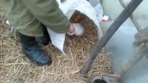 Куры! Содержание кур Зимой в парнике! Кормление! Все, что нужно курам! Хороша кашка, оближи ложку!