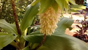 Эвкомис двухцветный.   Eucomis Bicolor Ананасовая лилия Летнее цветение #эвкомис #bicolor #eucomis