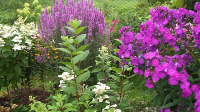 Приглашаю вас на прогулку по саду с цветущими флоксами смотреть онлайн