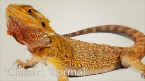 ТИК ТОК ЗВЕЗДА АГАМА МАМА О СОДЕРЖАНИИ БОРОДАТОЙ АГАМЫ