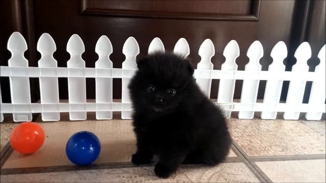 померанский шпиц черный