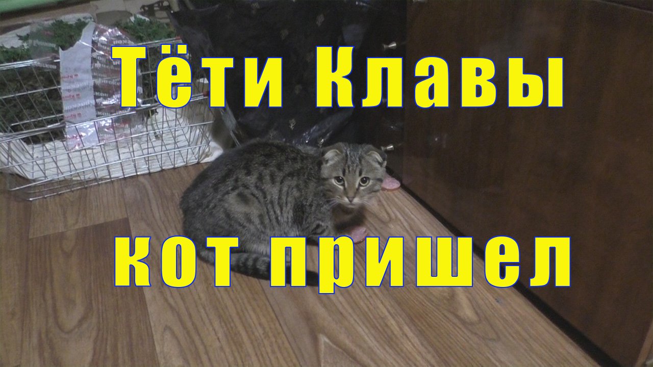 а кот пришел мой кот пришел назад, кот в ноябре, поцелуй тёти клавы рецепт