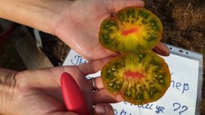 Обзор томатов из Проекта Гном Томатный(Dwarf Tomato Project) в теплице. Сезон 2022. Седьмое августа