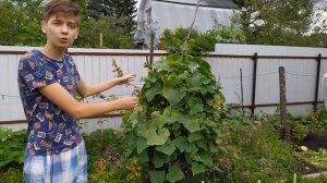 ЧТО РАСТЕТ НА ОГОРОДЕ?/ урожайный огород/ дача.