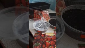 Посадка ремонтантной земляники и клубники семенами.