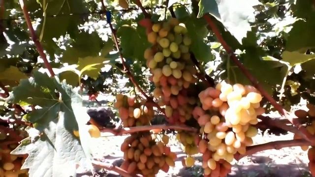 аполлинария 2019=Новый проект 2021