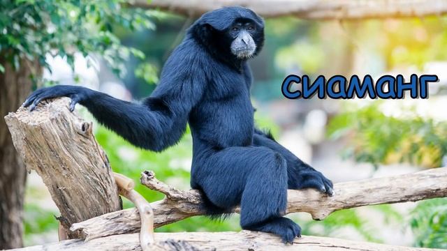 Голоса и звуки животных Азии. Часть 1 смотреть онлайн