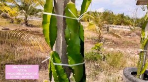 How To Grow Hylocereus Undatus | Pitaya | Dragon Fruit Cactus : Growth Updates #Dragonfruit #Pitaya