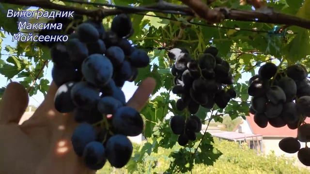 Найдён, Валенсия, Красавец, Посейдон. смотреть онлайн