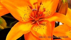 Лилия азиатская горшечная Брайт Джой (lilium) ? обзор: как сажать, луковицы лилии Брайт Джой