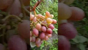 Виноград Дмитрия Ляшкевича,г.ф Людочка и Карина.(1)