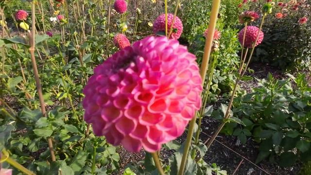 DAHLIA BURLESCA IN PARK VORDENSTEIN 2022 #1456 смотреть онлайн