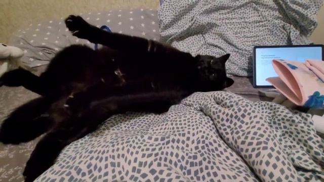 Кот Бонифаций после новогодних праздников смотреть онлайн