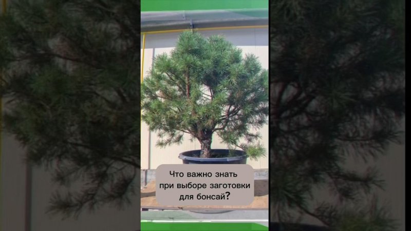 ВЫБОР ЗАГОТОВКИ ДЛЯ БОНСАЙ. Полное видео на канале #бонсай #bonsai #ниваки #ландшафтныйдизайн