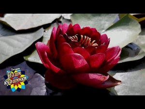 Нимфея Siam Garnet (Гранат Сиама) кувшинка, waterlily, водные растения, пруд