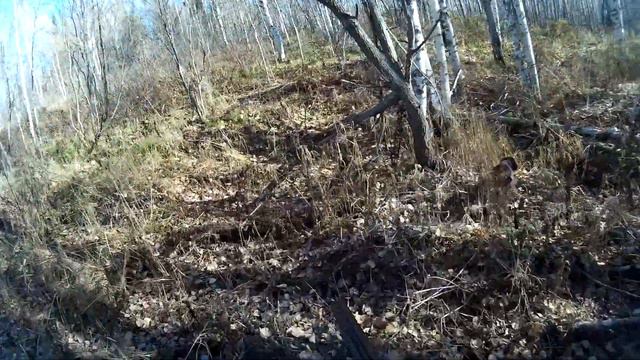Охота. Заметки охотника #12. За рябчиком и зайцйцем. Одежда охотника. Hunting in russia