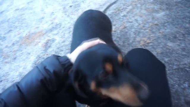 JVĢ viesojas Slokas dzīvnieku patversmē! смотреть онлайн