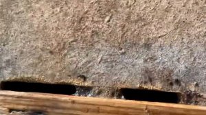 Как поймать бродячий рой. Ловушки на рои. Весна 2023 г.