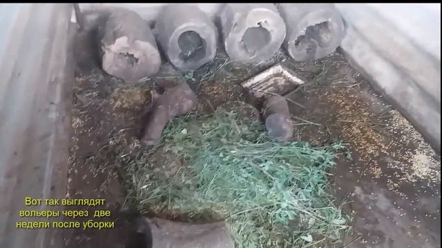 Нутрия домашнее содержание. Глобальная уборка вольеров. Продолжаем давать витамины. смотреть онлайн