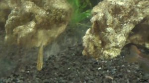 Карликовый меченосец или меченосец пигмей - Xiphophorus pygmaeus