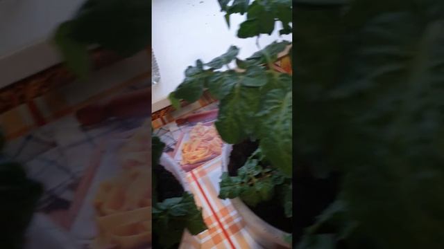 Полюбуйтесь! Зреет урожай на подоконнике в квартире! Балконное чудо оправдывает название смотреть онлайн