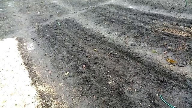 Посев Семян ЛУКА СТРИГУНОВСКОГО и БЕССОНОВСКОГО под Зиму. 18.12.2019г. смотреть онлайн