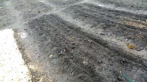 Посев Семян ЛУКА СТРИГУНОВСКОГО и БЕССОНОВСКОГО под Зиму. 18.12.2019г.