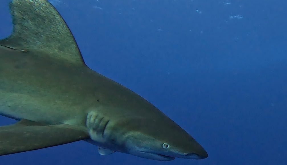 Elphinstone - Longimanus day смотреть онлайн