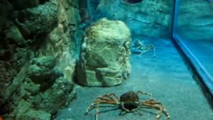 Океанариум. г. Санкт-Петербург, океанариум Питер, океанариум спб