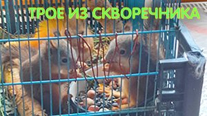 Трое из скворечника (Истринский район)