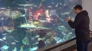 МЕГАГРИНН  . Мегагрин. МегаГринн аквариум. Мегагринн Курск. Мегагрин Курск