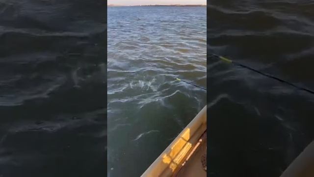 Астрахань рыбалка база отдыха лоцман . Рыбалка огонь ? смотреть онлайн