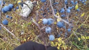 Огромные ягоды и большой урожай - нашел интересный терн