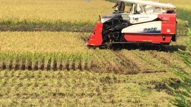 Как в Японии собирают рис 日本で稲作を収穫 смотреть онлайн