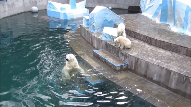 Белая медведица Герда даёт урок по плаванию медвежатам 05.05.19 смотреть онлайн