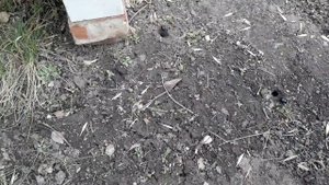 Как бороться с жуком листорезом, чёрным, стригуном