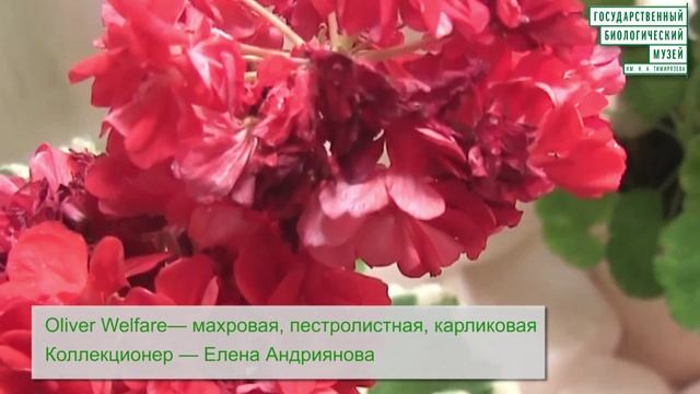 Выставка "Ужель та самая герань? Пеларгонии мира"