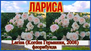 Роза Лариса (Флорибунда) - Larisa (Kordes Германия, 2008)
