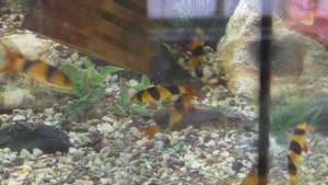 БОЦИЯ КЛОУН/ Botia macracantha - Аквариумные тропические рыбы #29