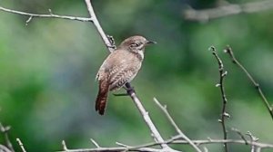 Лес Ручей Шум воды Звуки природы Пение птиц