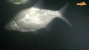 Подводный мир. Рыбалка на Оби.