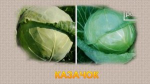 РЕЙТИНГ САМЫХ УРОЖАЙНЫХ СОРТОВ РАННЕЙ КАПУСТЫ