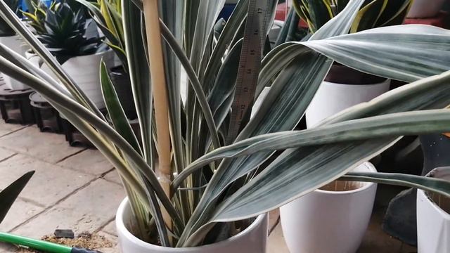 Review Sansevieria Manolin (Metallica Siam Silver) смотреть онлайн